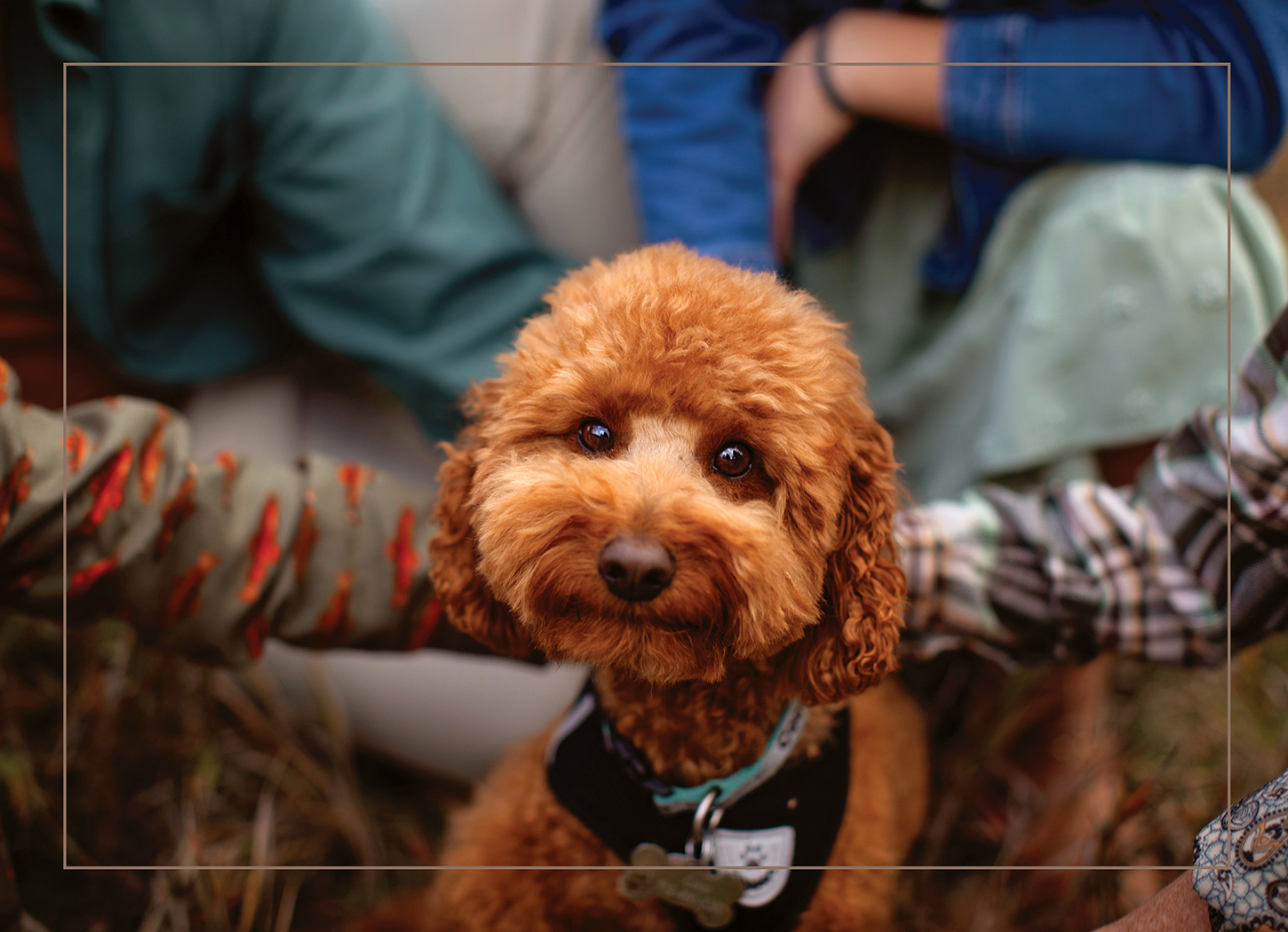 A small, curly-haired dog with a black harness, sitting among people wearing colorful clothing.