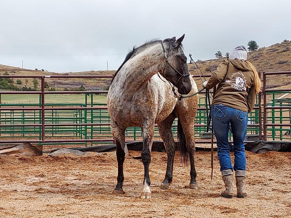 Person standing next to a gray horse in a fenced outdoor area, with hills and cloudy sky in background.