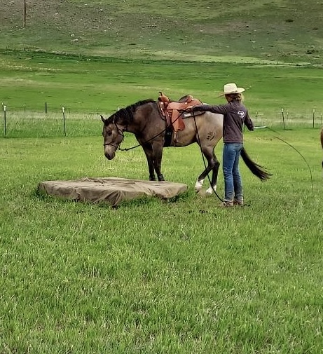 Person with a hat standing next to a horse in a grassy field, holding the horse's reins, with a large flat rock nearby.